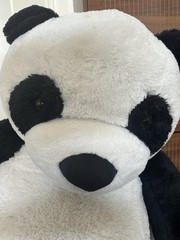 Giant panda Stuffy, Compared To A Can