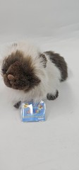 Ganz Webkinz Himalayan Cat Kitten Plush Siamese Brown Beige Stuffed Toy HM165