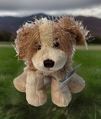 Webkinz Cocker Spaniel (HM011) Brand New Unused Sealed Code Plush Animal