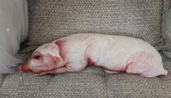 Realistic Plush Stuffed Pig Piggy Pillow New 26.5″
