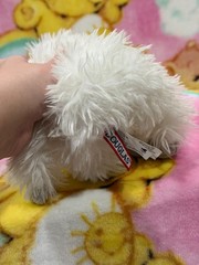 Douglas Ice Baby Yeti Bigfoot Plush Stuffed Animal toy Small NWT