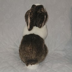 GANZ Webkinz Signature Dutch Bunny Plush Stuffed Animal WKS1011 No Code