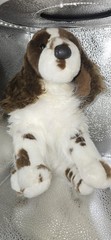 Douglas Cuddle Toy Springer Spaniel Plush Dog Brown White Spotted Stuffed Animal