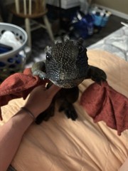 Game Of Thrones Dragon Plush Poseable Wings Official HBO Licensed Product