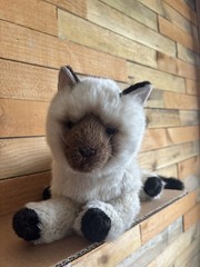 Douglas Tasha Himalayan Cat