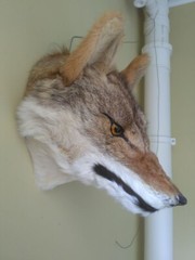 simulation plastic&fur wolf ‘s head model wall pendent ornament about 30x25cm