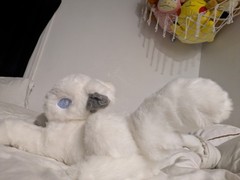 White Wolf Furry Plush