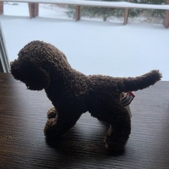 Douglas Cuddle Toys Chocolate Labrador Dog Brown Plush 6 inches 2009 Stuffed