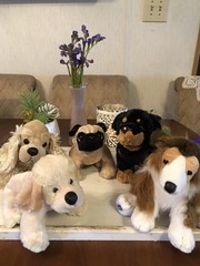 Webkinz Lot Of 5 Dogs Collie Pug Rottweiler & More No Codes GANZ China