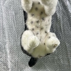 Cuddle Clones Custom Border Collie Herding Mix Dog Plush Maggie Black White Toy