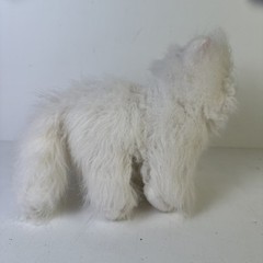 Webkinz White Persian Cat Stuffed Animal Plush Toy Ganz HM110 NO CODE TAG