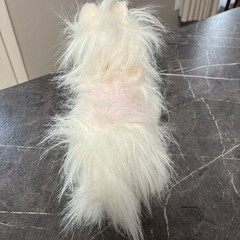 NWT GANZ Webkinz Pink & White Yorkie HM070