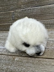 Vintage Russ Berrie Plush White Harp Seal – 8” Plush Stuffed Animal Toy – 7936
