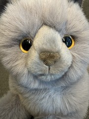 Persian Cat Juliette Douglas Cuddle Toys Gray Cute Soft Plush Stuffed Animal EUC