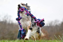 Mammoth Flossy Chews Cottonblend Color 3-Knot Rope Tug, Assorted Colors