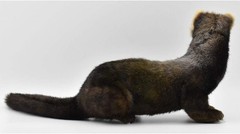 European Polecat 7827 HANSA Plush doll Stuffed toy Animal New Japan