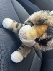 Douglas Toys Tashette Bengal Cat Plush Stuffed Animal