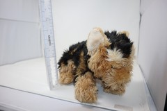 Webkinz Signature Dog Plush Animal Short Haired Yorkie NO CODE WKS1014