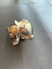 Dinosaur Jurassic World Toy Factory Stygimoloch Dinosaur Stuffed Plush 10″