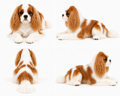 Dragon Moss Cavalier King Charles Spaniel Plush Realistic Stuffed Dog Gift