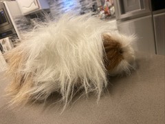 PBS Aurora Guinea Pig QUINCY 10″ Plush Luxe Stuffed Realistic