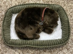 Perfect Petzzz Chocolate Labrador Sleeping Breathing Lifelike & Dog Bed Tested