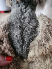 Vtg Mink? Real Fur Wool Stuffed Poodle Dog Plush Black Gray Tan 1950 1960’s? VGC