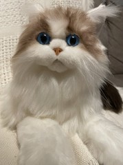 Chongker Ragdoll Cat Plush Weighted 3lbs Medium 14-24″ Blue Eyes Realistic Pet