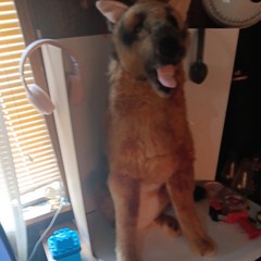 Rare Melissa & Doug Large German Shepherd Life Size Plush Dog Stuffed Animal