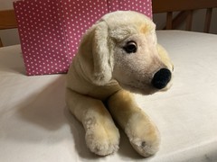 2004 STEIFF AMERICAN KENNEL CLUB DOG, BUTTON IN EAR, 23 IN, EYE MISSING, 667886