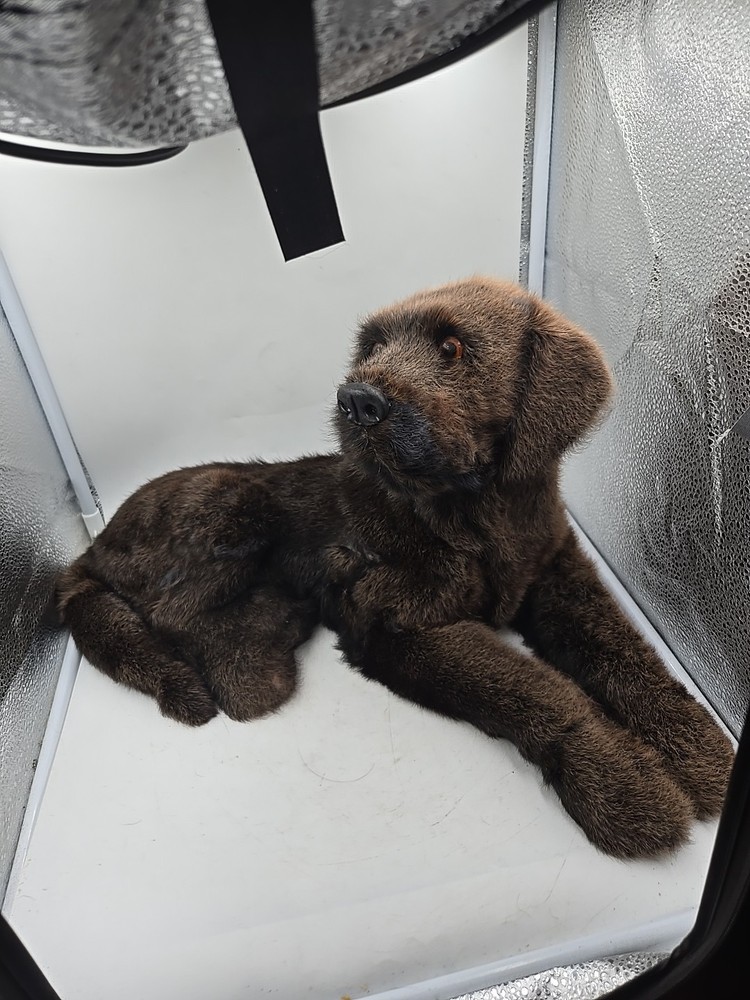 Realistic Chocolate Lab Puppy 19 Inches Long 10 Inches Tall Not Real