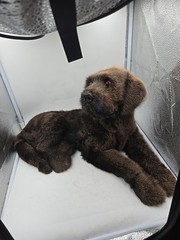 Realistic Chocolate Lab Puppy 19 Inches Long 10 Inches Tall Not Real