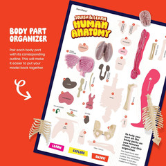Human Anatomy Squishy Body Model – Science Kits for Kids Ages 4-8 – STEM Toys fo