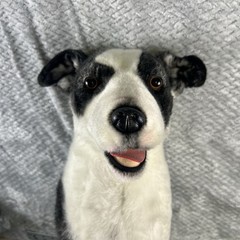 Cuddle Clones Custom Border Collie Herding Mix Dog Plush Maggie Black White Toy