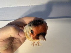 Steiff Bird Plush Stuffed Animal Vintage 1960 MPN 2564 Mini Yellow Ear Tag