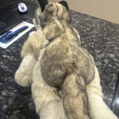 Vintage JAAG Timber Wolf Plush Realistic Stuffed Animal Dog 21” Rare