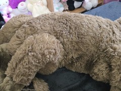 Plow And Hearth HUGE 45” Chocolate Lab/Brown Dog Plush