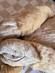 Golden Retriever Plush 44″ Body Pillow Plow & Hearth Cuddle Dog Realistic Animal