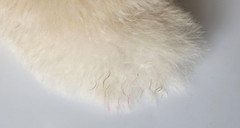 Real Fur Adorable Baby Harp Seal Stuffed Animal Toy Decor Realistic