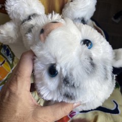 Destination Nation WHITE TIGER Plush Stuffed Animal Toy Blue Eyes