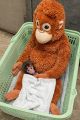 IKEA DJUNGELSKOG Orangutan Soft Toy – Brown – Brand New with Tags